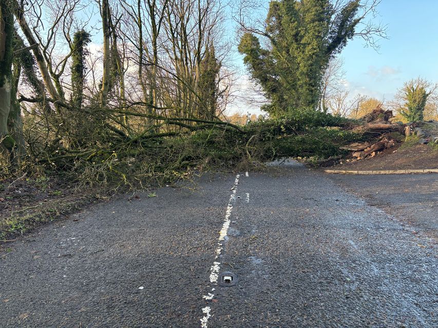 A fallen tree blocks the Seven Mile Straight close to Templepatrick (Rebecca Black/PA)