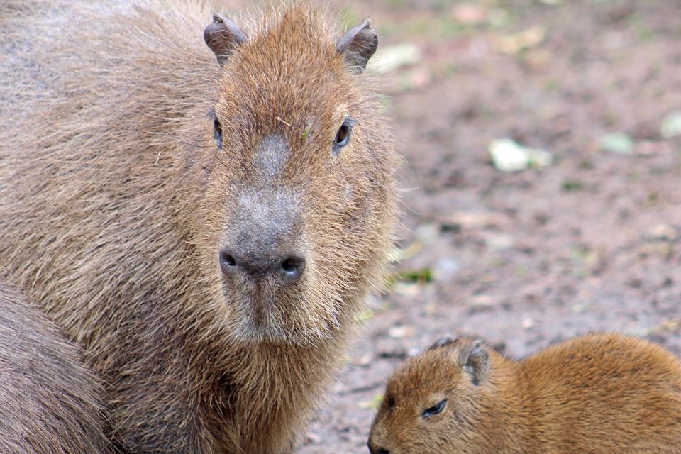 amogus by Capybaramaster