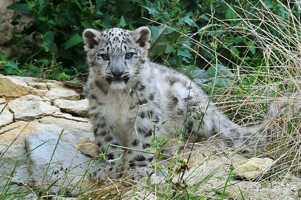 Snow leopard known for her 7 healthy cubs dies after cancer Zoo