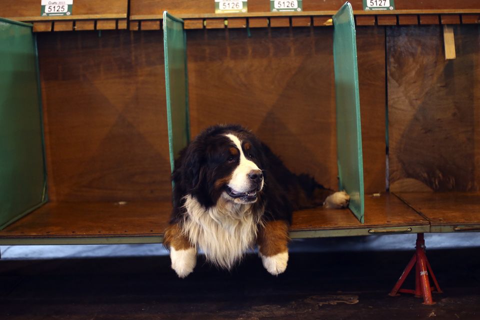 Best crate for hot sale bernese mountain dog