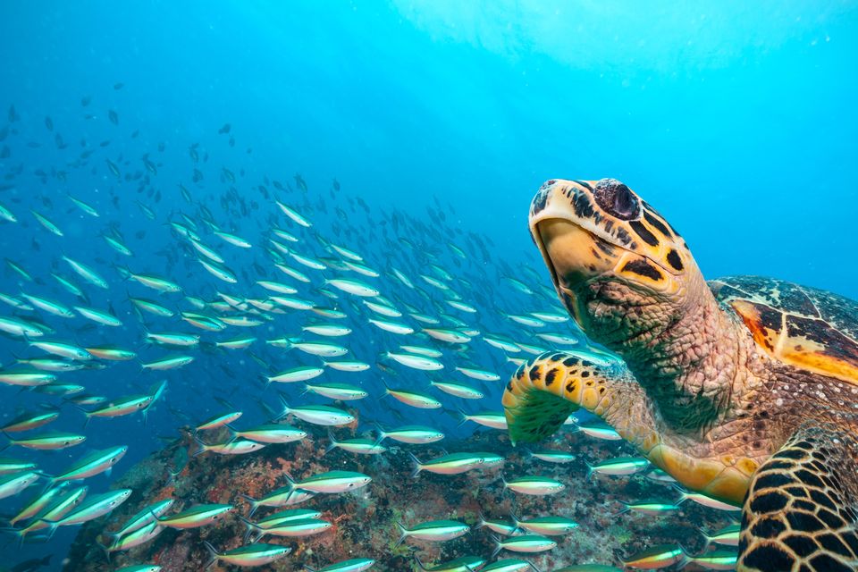 Many marine species, including sea turtles, make long annual migrations, crossing national borders and the high seas (Alamy/PA