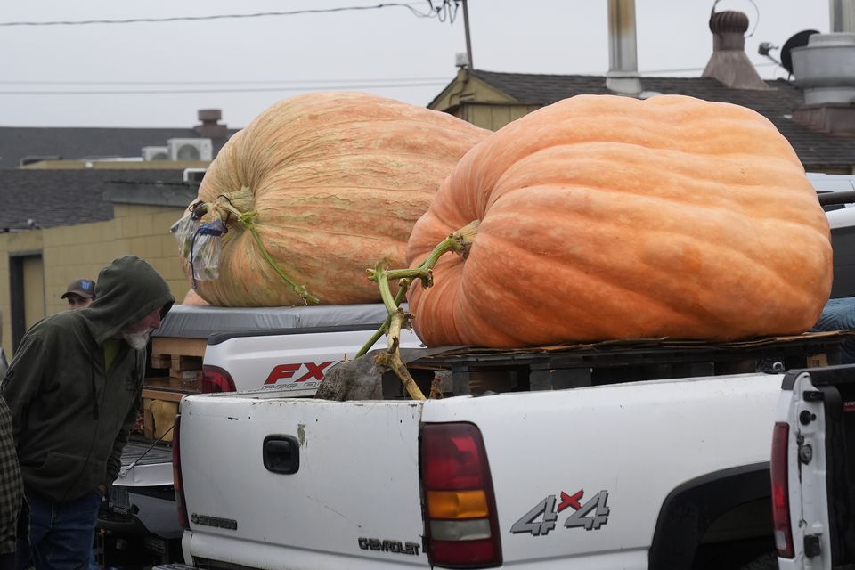 A man looks at pumpkins sitting in trucks before they are weighed (Jeff Chiu/AP)