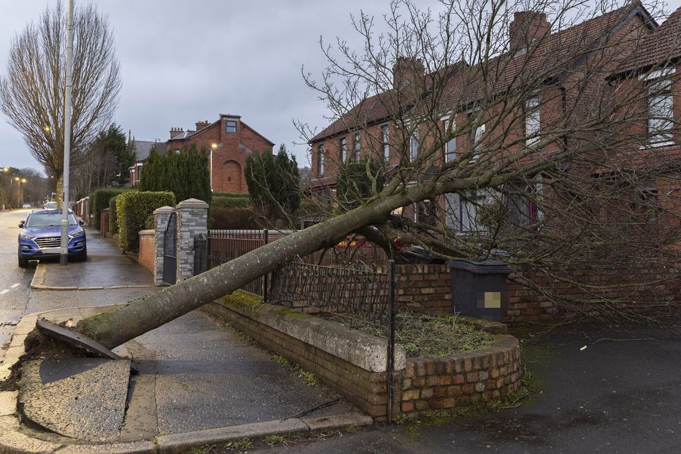 A tree down that narrowly missed a house in North Belfast as Storm Eowyn arrives in Northern Ireland on January 24th 2025 (Photo by Kevin Scott)