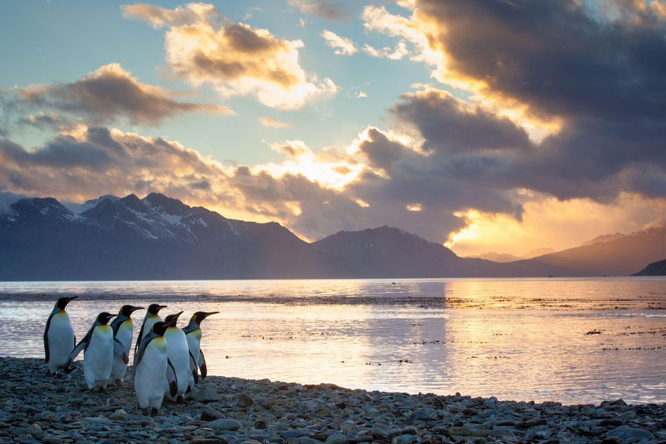 South Georgia is home to wildlife including king penguins (Alamy/PA)