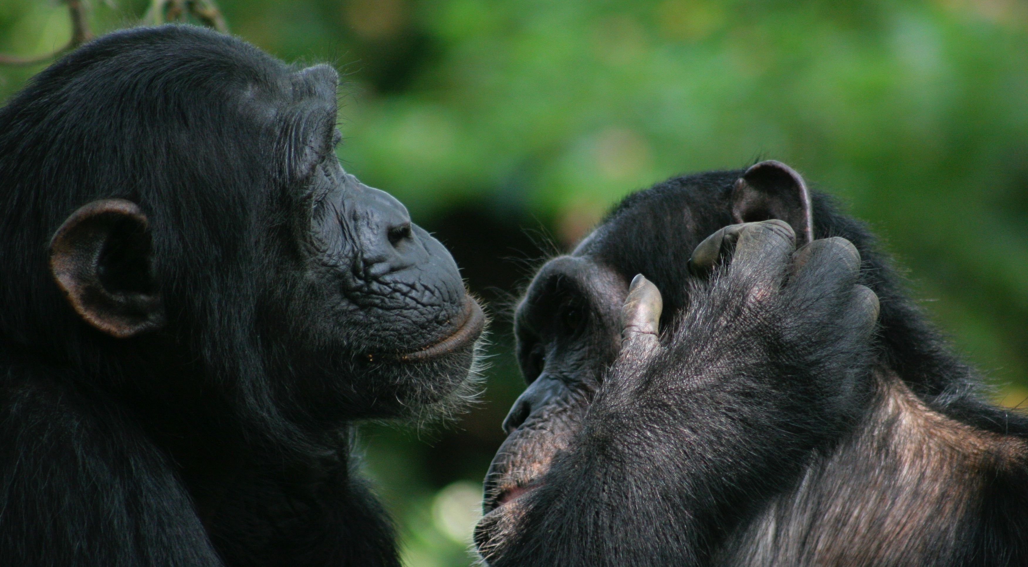 Animal communication