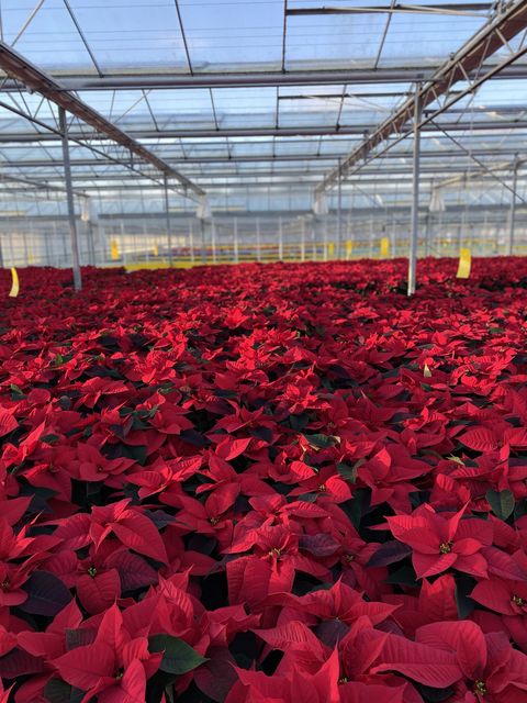 Poinsettias grown in Co Meath