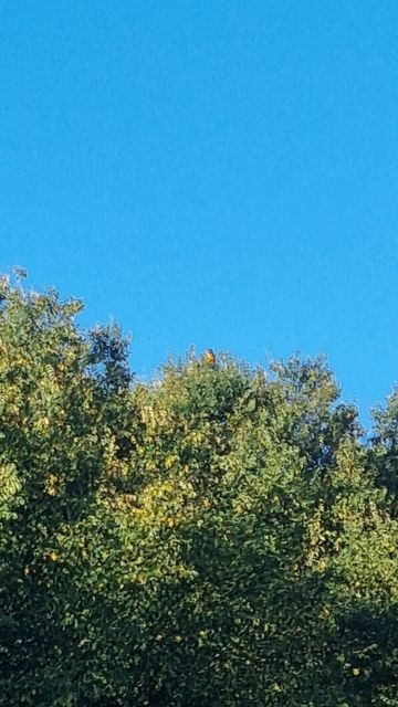 Macaws were spotted high up in the tops of trees in Cambridgeshire (London Zoo/PA)