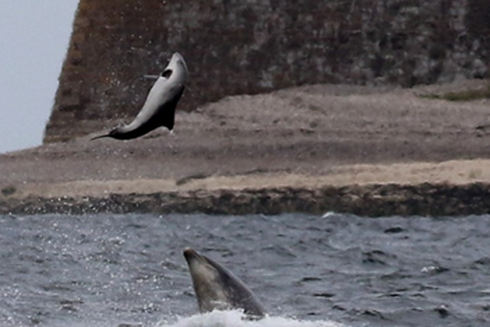 rare-dolphin-attack-caught-on-camera-belfasttelegraph-co-uk