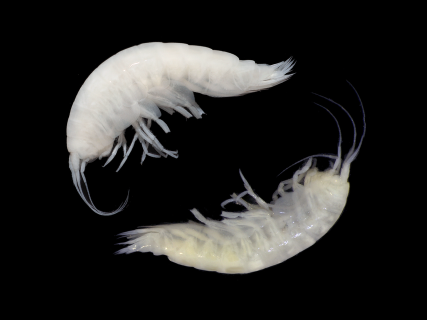 Valettietta synchlys (top) and Valettietta trottarum (bottom) – two species of deep-sea scavenging amphipod (shrimp-like crustaceans) (NHM/Steward et al)