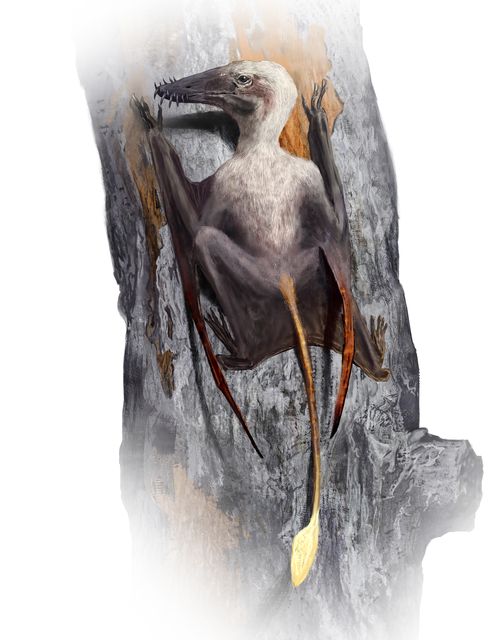 Long-tailed pterosaurs, such as scaphognathus, had large, curved claws, specially adapted for climbing (Rudolf Hima/PA)