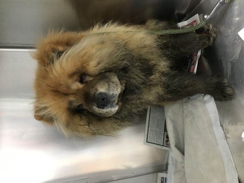 Rspca 2024 chow chow