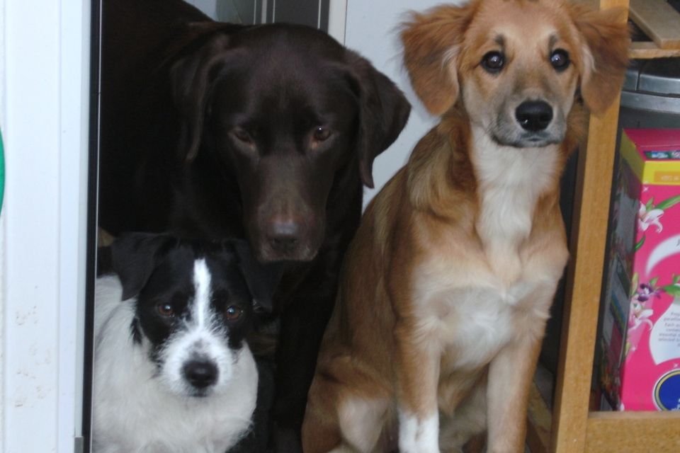 Welcome home Hank: Your messages for hero dog's return [Photos]