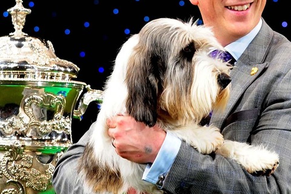 Crufts petit basset griffon 2024 vendeen