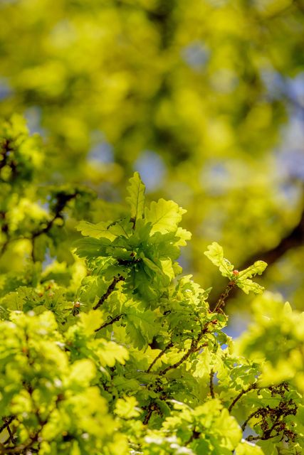 Well-loved trees such as English oak could be vulnerable to climate change (RBG Kew/PA)