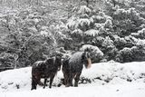 thumbnail: Horses as Snow falls near Divis on the outskirts of West Belfast in Co Antrim  on Tuesday  , as heavy snow falls across the country.
Pic Colm Lenaghan/Pacemaker