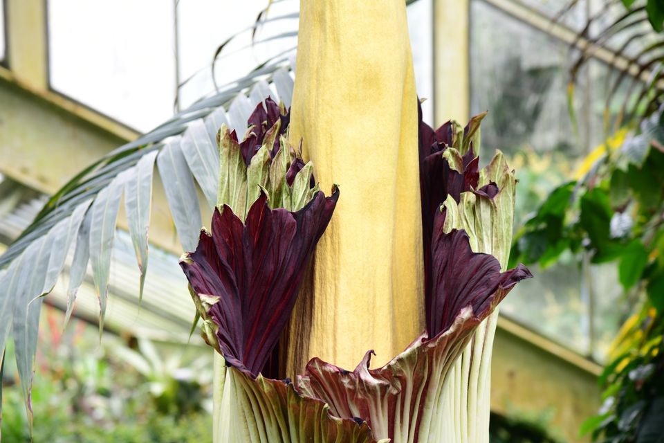 The plant, which can also be seen at Kew Gardens, only blooms once every few years (Ian West/PA)