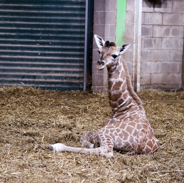 The new baby giraffe at Belfast Zoo