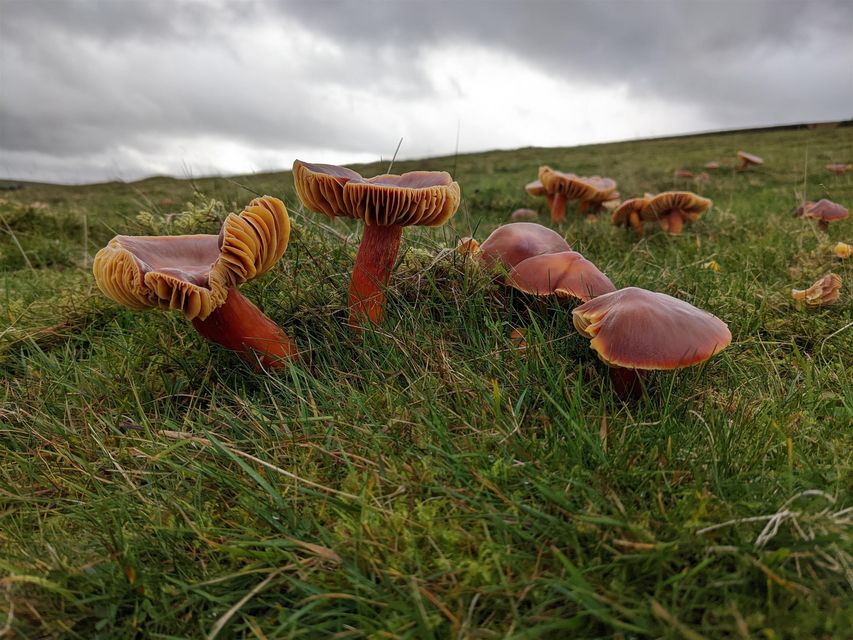 It has been a good year for fungi such as crimson waxcaps (National Trust/Steve Hindle/PA)