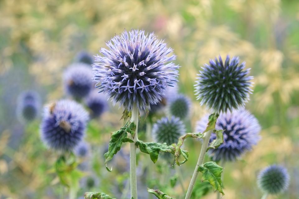 Echinops ritro