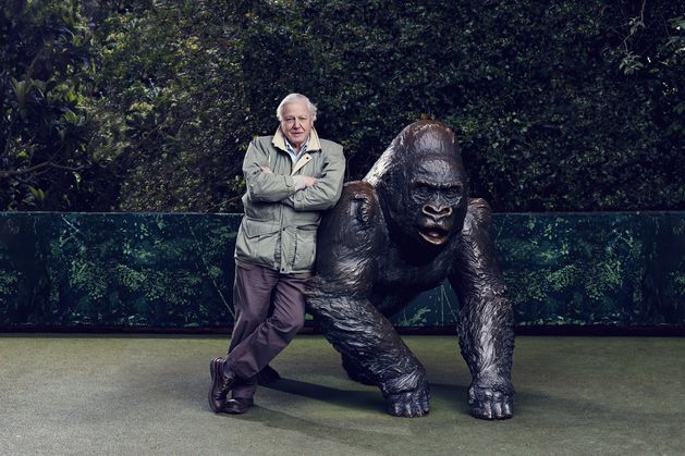 Who can – or could – ever replace David Attenborough?