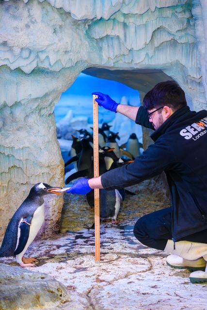 Gentoo penguins being measured at Sea Life London (Sea Life London/PA)