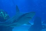 thumbnail: A sandbar shark at the Oceanario