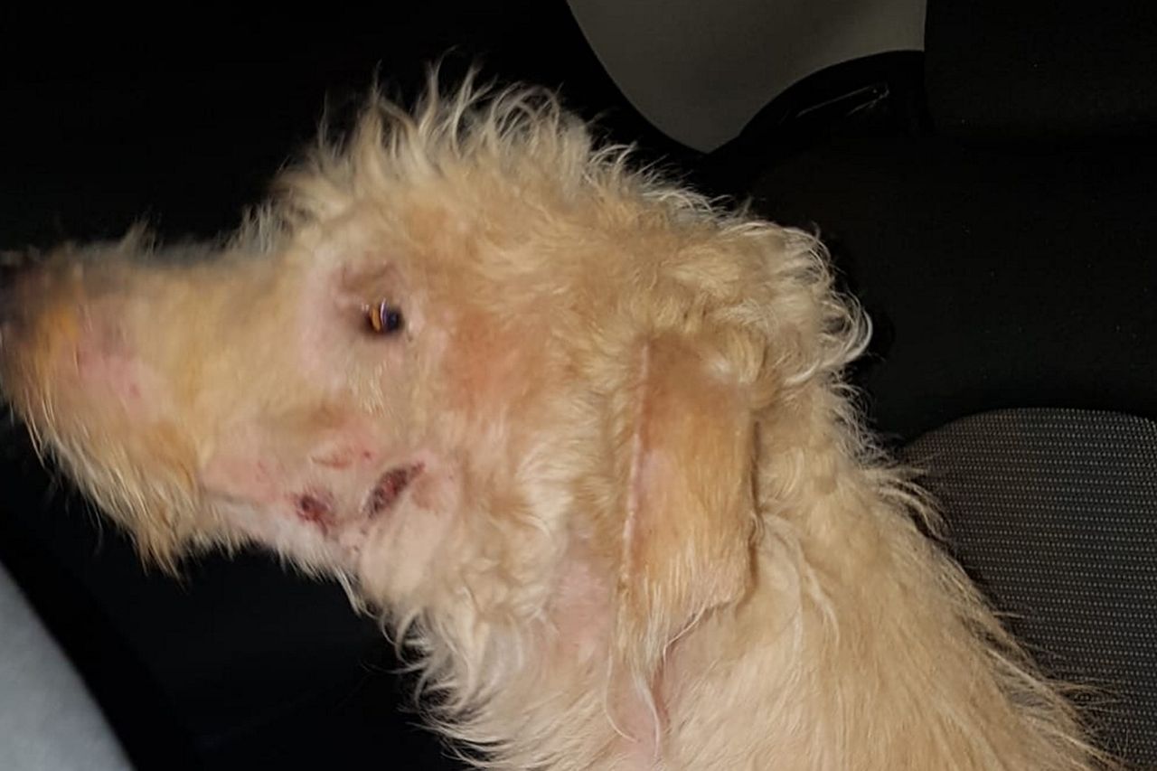 Council apologises after they mistakenly say dog put down |  BelfastTelegraph.co.uk