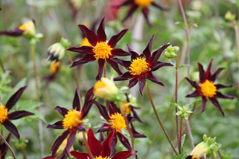 Dahlia ‘Verrone’s Obsidian’