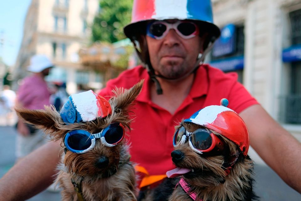 Dogs bearing the colors of the French national flag are pictured prior to the start of the Russia 2018 World Cup final football match between France and Croatia, in Marseille, southern France on July 15, 2018. 

 / AFP PHOTO / BORIS HORVATBORIS HORVAT/AFP/Getty Images