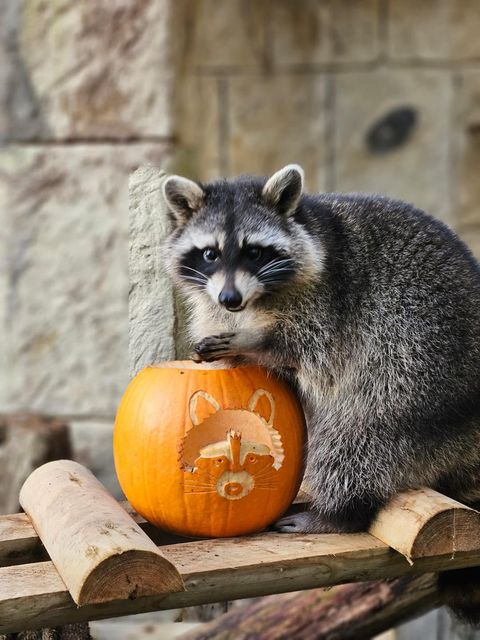 Four racoons escaped at the Isle of Wight attraction (Amazon World Zoo Park/PA)