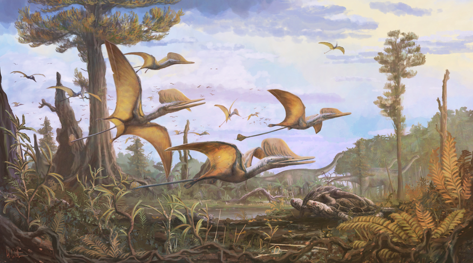 Ceoptera evansae – a pterosaur described from the Isle of Skye with an estimated wingspan of 1.6 metres (NHM/Mark Witton)