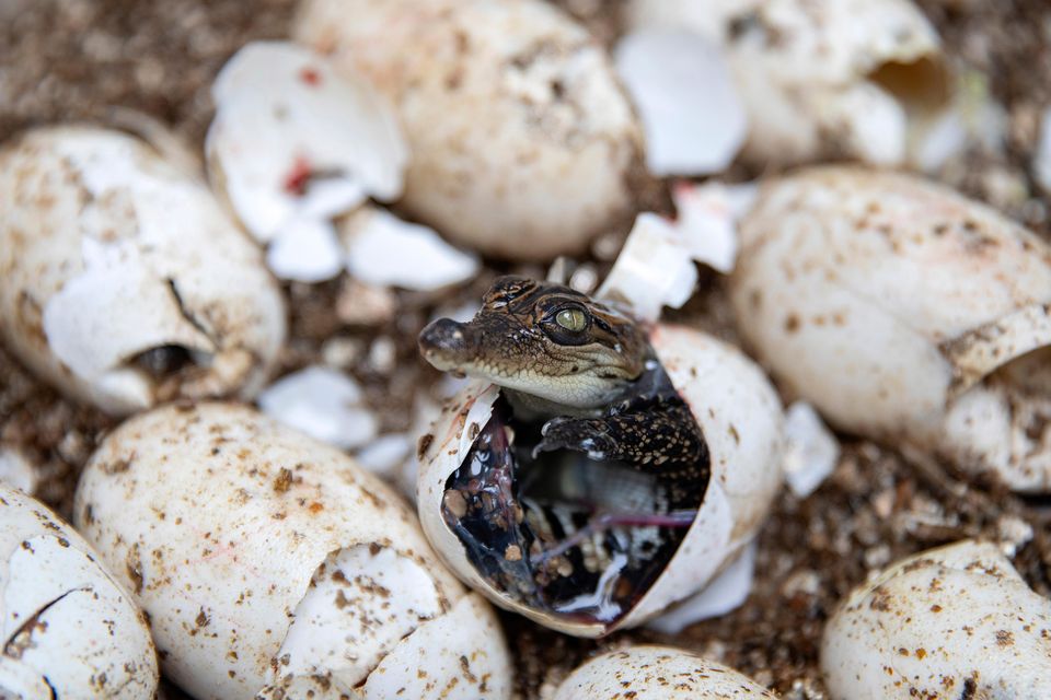 Although the adults are large, as long as 13ft, the chirping youngsters are vulnerable soon after they hatch (AP)