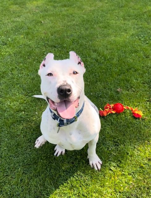 Polo, a deaf dog whose ears were cropped, is learning sign language in the hopes it will help her find a new home (RSPCA)