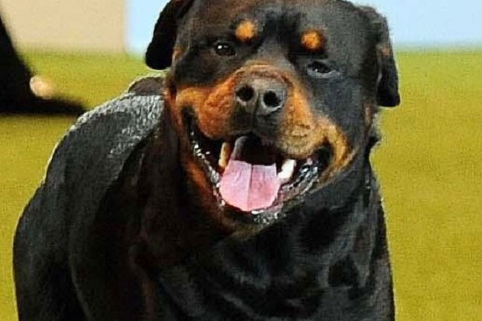 Silver 2024 hill rottweilers