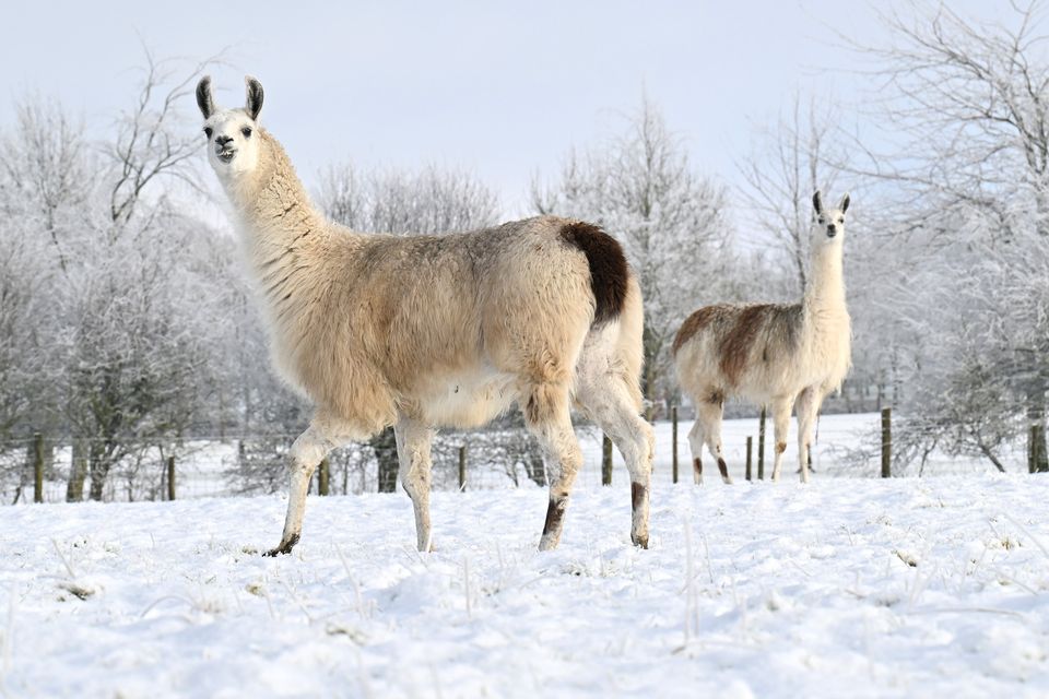 Llamas pictured near Ballyclare after a fall of snow. Photo: Stephen Hamilton