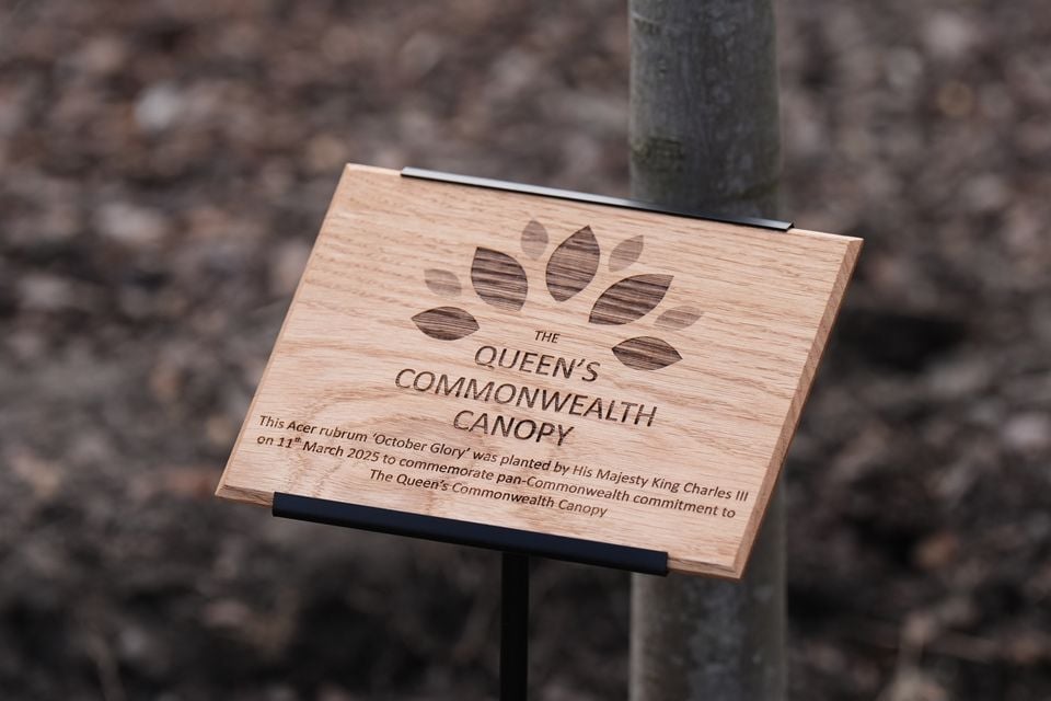 The plaque on show next to the tree (Aaron Chown/PA)