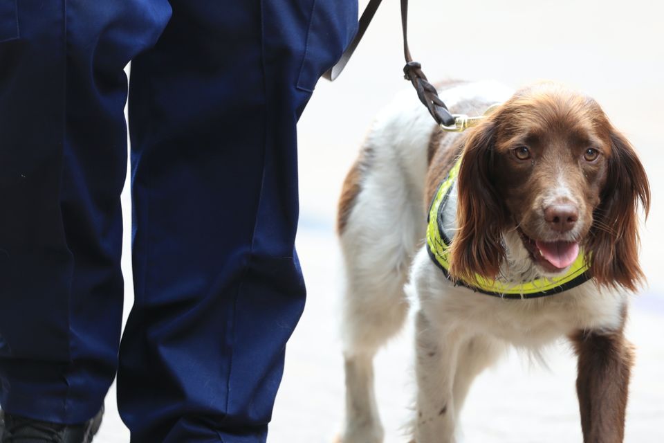 Dogs Being Trained To Sniff Out Coronavirus At Airports ...