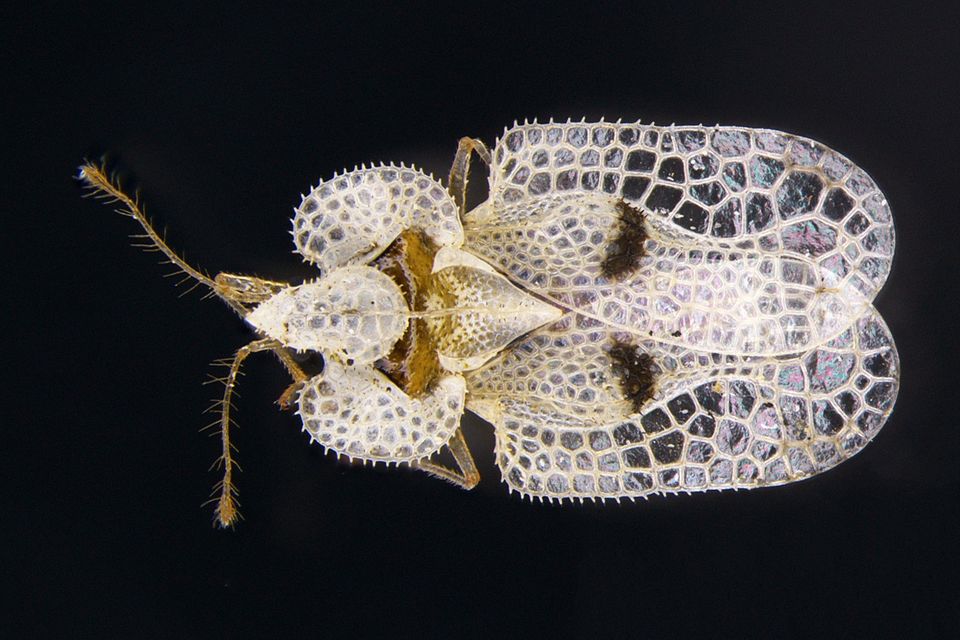 A plane lace bug (C Malumphy/Fera/PA)