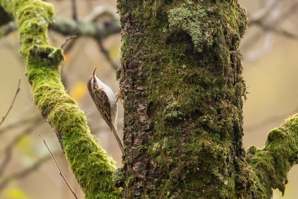 Atlantic rainforests are rich in wildlife, including plants, birds and animals (Ben Porter/PA)