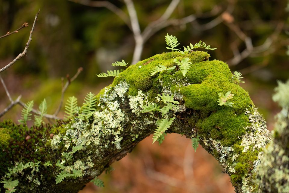 The planting will celebrate ‘unsung’ mosses and ferns (Ben Porter/PA)