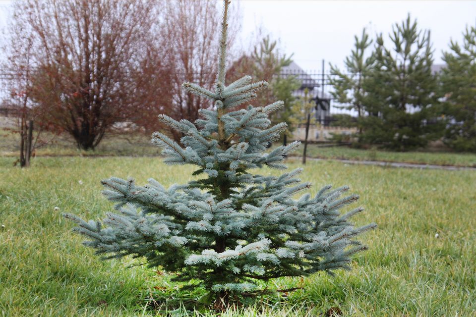 Silver Spruce