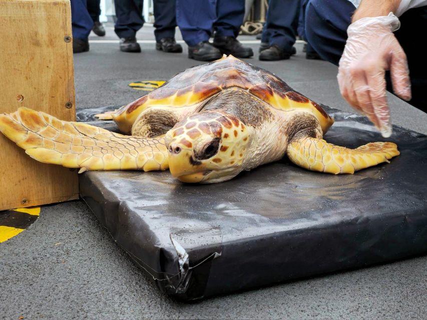 One of the six rare loggerhead turtles found by the crew of a Royal Navy warship after washing up on UK shores (Royal Navy/PA)