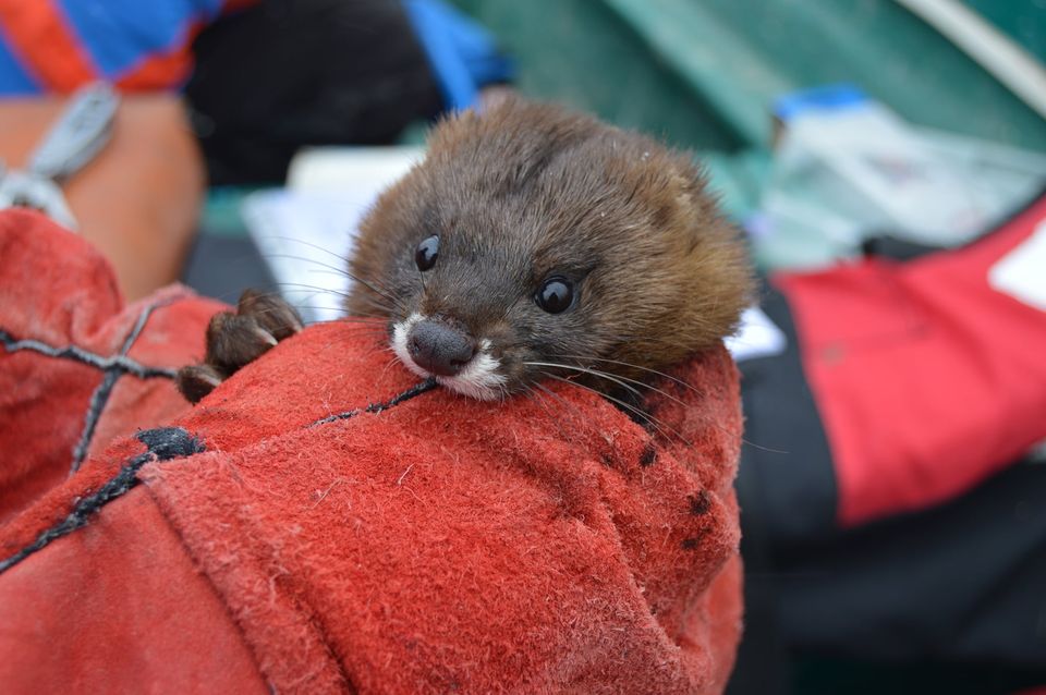 The European mink (Fauna and Flora)