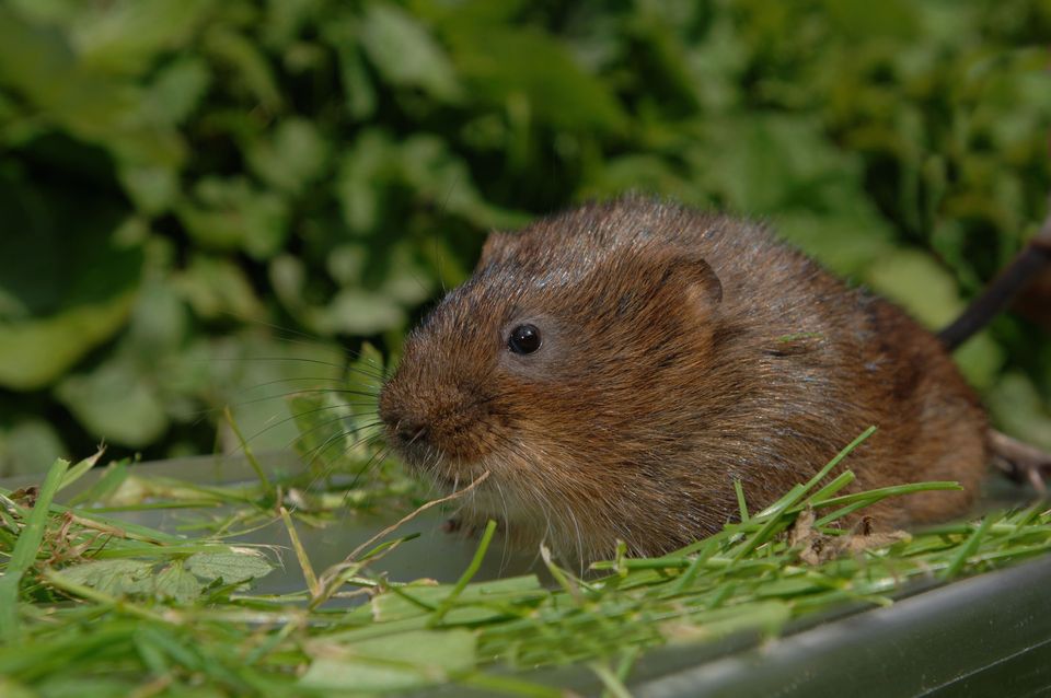 Measures have been taken to help water voles on canals (Canal & River Trust/PA)