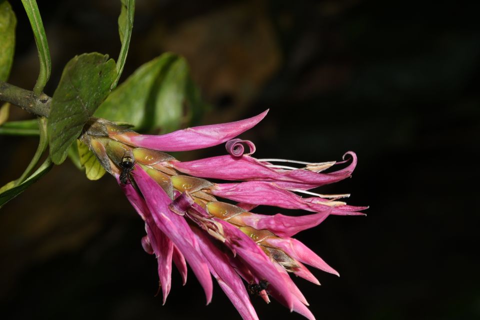 The ‘black-souled’ Colombian Aphelandra, a newly described plant is related to the widely cultivated Brazilian zebra plant that adorns many households around the globe. (Pablo Gallego)