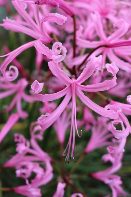 Nerine bowdenii