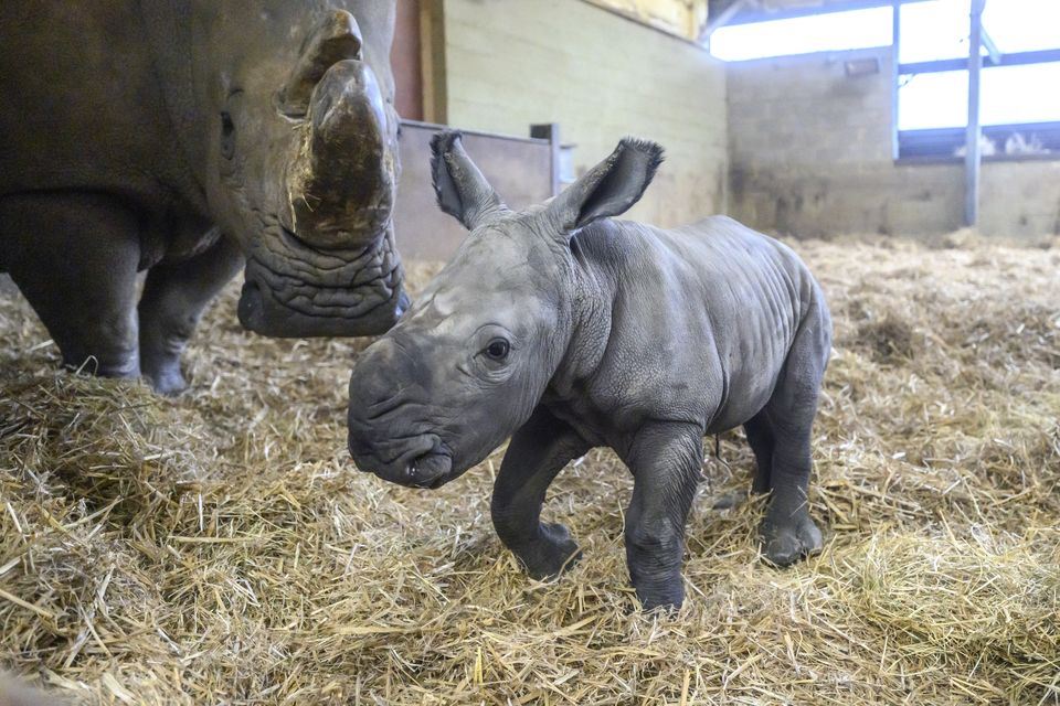 Whipsnade Zoo welcomed another new arrival. Benja, a southern white rhino, was born in March and will one day become a vital part of a programme to help save his species. The 100kg calf was said to be a big fan of the great outdoors, striding boldly (if a bit wobbly) out of his cosy den at six weeks old (Anthony Devlin/Whipsnade Zoo/PA)