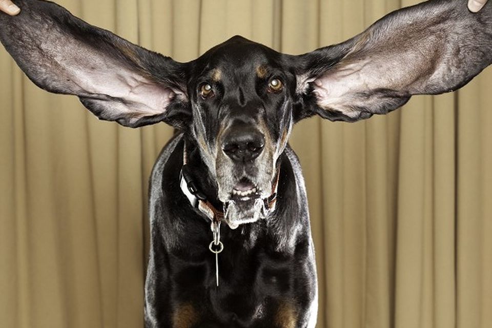 Cheers big ears, say dog lug judges 