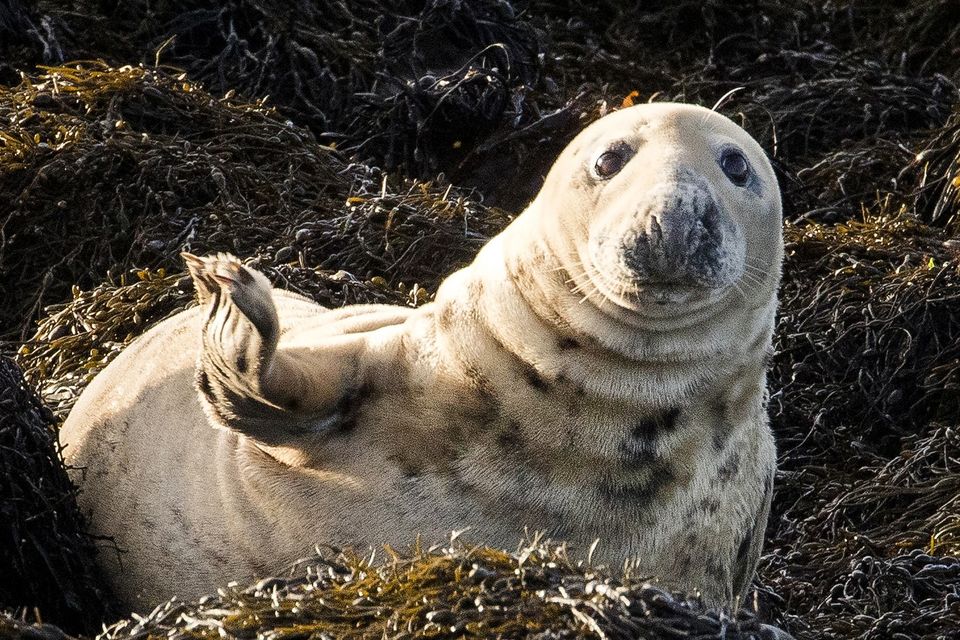 Strangford proves to be perfect seal nursery as lough sees record ...