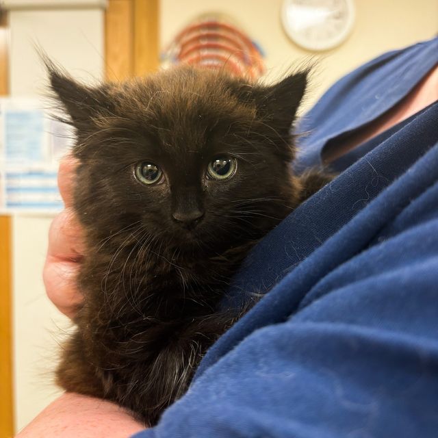 One of the kittens in the USPCA's care